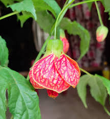 Abutilon Hybridum Flower Seeds for Planting – Heirloom, Non-GMO, Fragrant Blossoms Organic Garden Seeds
