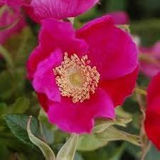 Heirloom Rugosa Rose Flower Seeds for Planting | Non-GMO, High Germination, Organic Garden Seeds
