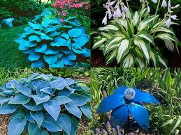 Hosta Perennial Flower Seeds for Planting Heirloom Non-GMO High Germination Organic Garden Seeds