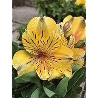 Yellow Alstroemeria Flower Seeds for Planting – Vibrant Colors Heirloom Non-GMO Seeds