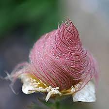 Smoke Flower Seeds for Planting – Garden Favorite, Heirloom, Non-GMO, High Germination Organic Garden Seeds