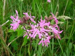 Heirloom Lychnis Flos-Cuculi Flower Seeds for Planting – Non-GMO, Garden Favorite, High Germination