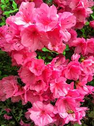 Pink Azalea Seeds for Planting – Sun Loving, Heirloom, Non-GMO Organic Garden Seeds
