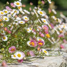 Erigeron Karvinskianus Flower Seeds for Planting – Heirloom Non-GMO High Germination Organic Garden Seeds