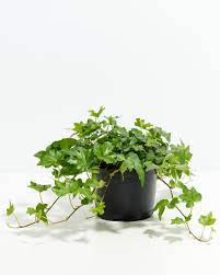 Fruit Seeds,Garden seeds, Seeds For Planting,Plant Seeds