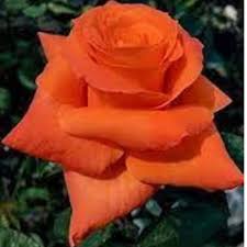 Dark Orange Rose Flower Seeds for Planting - Vibrant Colors, Heirloom &amp; GMO Free Seeds for Home Garden Non-GMO