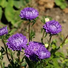 Aster Flower Seeds for Planting – Heirloom, Non-GMO, High Germination Organic Garden Seeds