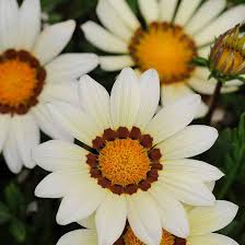 White Gazania Flower Seeds for Planting – Heirloom, Non-GMO, Pollinator Friendly Garden Seeds