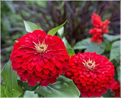Deep Red Zinnia Flower Seeds for Planting – Wildflower Heirloom, Non-GMO, High Germination Garden Seeds