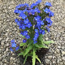 Anchusa Flower Seeds for Planting – Drought Tolerant, Heirloom, Non-GMO