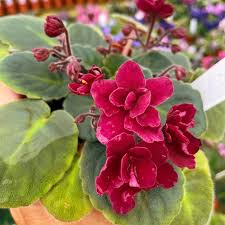 Red African Violet Flower Seeds for Planting | Heirloom Non-GMO High Germination