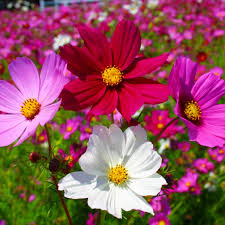 Cosmos Flower Seeds for Planting – Long Bloom Season, Heirloom, Non-GMO, High Germination Organic Garden Seeds