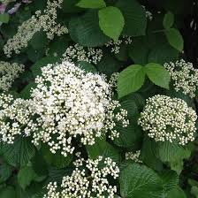 White Arrowwood Flower Seeds for Planting – Heirloom, Non-GMO, High Germination Organic Garden Seeds
