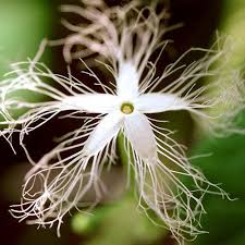 White Trichosanthes Cucumerina Flower Seeds for Planting – Heirloom, Non-GMO, High Germination Organic Garden Seeds