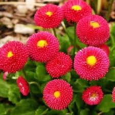 Red Perennis Flower Seeds for Planting – Low Maintenance, Heirloom, Non-GMO Seeds for Home Garden