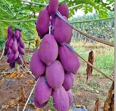 Fruit Seeds,Garden seeds, Seeds For Planting,Plant Seeds