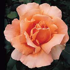Flower Seeds, Seeds,Seeds For Planting,Plant Seeds