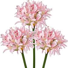 Pink Agapanthus Flower Seeds for  Planting - Vibrant Colors, Heirloom &amp; GMO Free Seeds for Home Garden Non-GMO