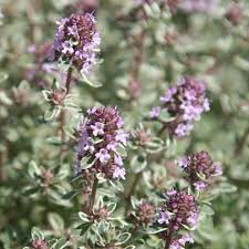 Thymus Fragrantissimu Flower Seeds for Planting – Cottage Garden Essential, Heirloom, GMO Free Organic Garden Seeds