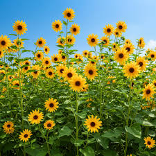 Heirloom Non-GMO Yellow Maximilian Flower Seeds for Planting – Tall Sunflower-Like Blooms