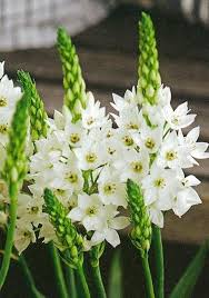 Ornithogalum Saundersiae Flower Seeds for Planting – Heirloom, Non-GMO, Low Maintenance Organic Garden Seeds