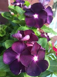 Purple Periwinkle Flower Seeds for Planting – Heirloom, Non-GMO, Easy to Grow Organic Garden Seeds