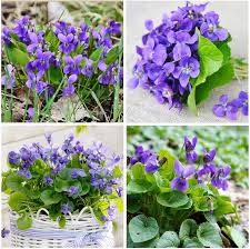 Heirloom Viola Odorata Flower Seeds for Planting – Non-GMO, High Germination Garden Seeds