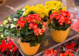 Begonia Flower Seeds for Planting – Compact Growth, Heirloom & Non-GMO Seeds
