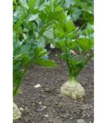 Celery Tall Utah Seeds – High Yield, Crisp & Tender Stalks for Home Gardens
