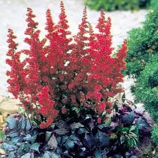 Astilbe Flower Seeds for Planting – Hardy Variety Heirloom Non-GMO High Germination Organic Garden Seeds