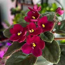 African Violet Flower Seeds for Planting – Heirloom, Non-GMO, Long Bloom Season Organic Garden Seeds