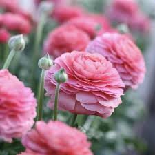 Light Pink Ranunculus Flower Seeds for Planting – Heirloom Non-GMO High Germination Organic Garden Seeds