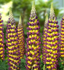 Lupine Flower Seeds for Planting | Shade Tolerant | Heirloom Non-GMO High Germination Seeds