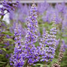 Chasteberry Flower Seeds for Planting – Bright Blooms Heirloom Non-GMO Organic Garden Seeds