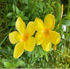Beautiful Allamanda Flower Seeds for Planting – Garden Favorite, Heirloom, Non-GMO, High Germination Organic Garden Seeds