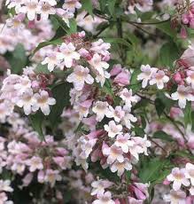 White Kolkwitzia Flower Seeds for Planting | Heirloom Non-GMO High Germination