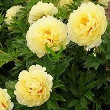Paeonia Flower Seeds for Planting – Heirloom, Non-GMO, Seasonal Bloomer, Organic Garden Seeds