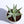 Aloe Vera White Green for Planting – Heirloom, Pollinator Friendly & Non-GMO Garden Seeds