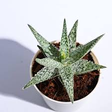 Aloe Vera White Green for Planting – Heirloom, Pollinator Friendly & Non-GMO Garden Seeds