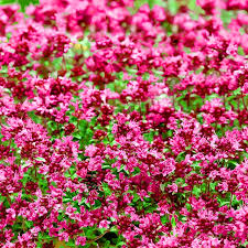 Pink Creeping Thyme Flower Seeds for Planting – Easy to Grow Heirloom Non-GMO High Germination Organic Garden Seeds