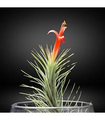 Tillandsia Ionantha Flower Seeds for Planting – Vibrant Colors, Heirloom, Non-GMO &amp; High Germination Seeds