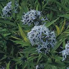 Amsonia Flower Seeds for Planting – Heirloom Non-GMO Organic Garden Seeds, Long Bloom Season