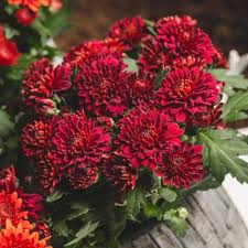 Red Chrysanthemum Flower Seeds for Planting – Heirloom Non-GMO Organic Garden Seeds, Perfect for Borders