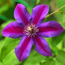 Clematis Red Purple Flower Seeds for Planting – Heirloom, Non-GMO, High Germination Organic Garden Seeds