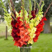Gladiolus Flower Seeds for Planting – Heirloom, Non-GMO, High Germination Organic Garden Seeds