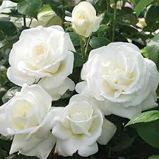 White Rose Flower Seeds for Planting – Bright Blooms, Heirloom, Non-GMO, High Germination Organic Garden Seeds