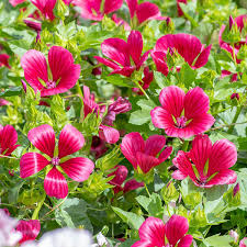 Malope Vulcan Flower Seeds for Planting – Heirloom, Non-GMO, Long Bloom Season Garden Seeds