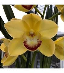 Heirloom Cymbidium Flower Seeds for Planting – Drought Tolerant, Non-GMO, High Germination Organic Garden Seeds