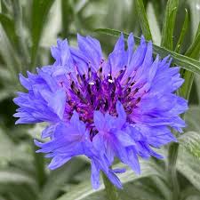 Purple Centaurea Cyanus Flower Seeds for Planting – Heirloom, Non-GMO, High Germination Organic Garden Seeds