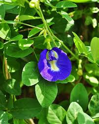 Clitoria Flower Seeds for Planting – Heirloom, Non-GMO, Bright Bloom Garden Seeds